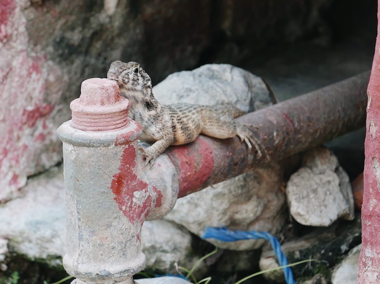 Lizard Sentinel on a Weathered Pipe Amid Crumbling Rubble