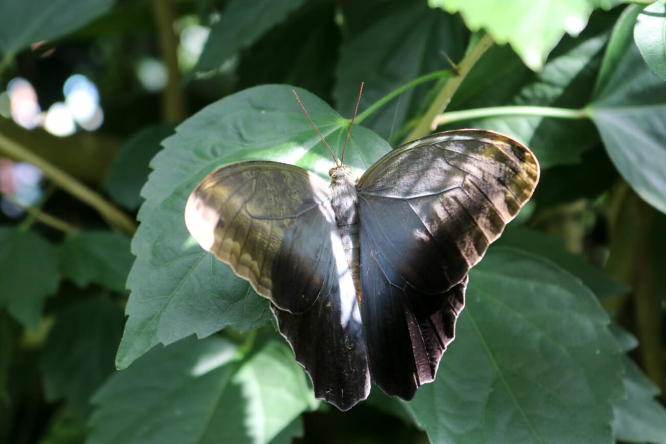 Butterfly on a glossy leaf, Mainau Island gardens, Lake Constance, Germany