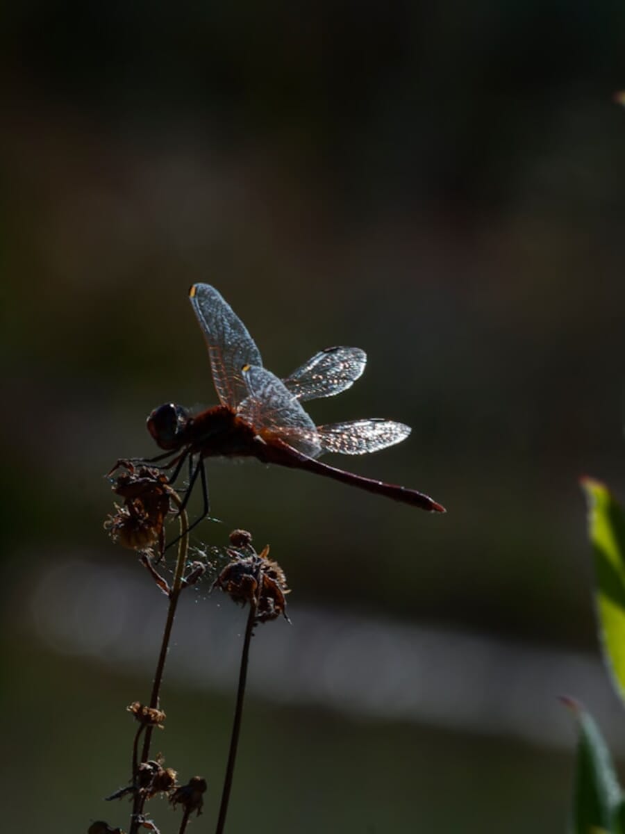 Backlit Dragonfly on a Withered Stem: Dew on Translucent Wings