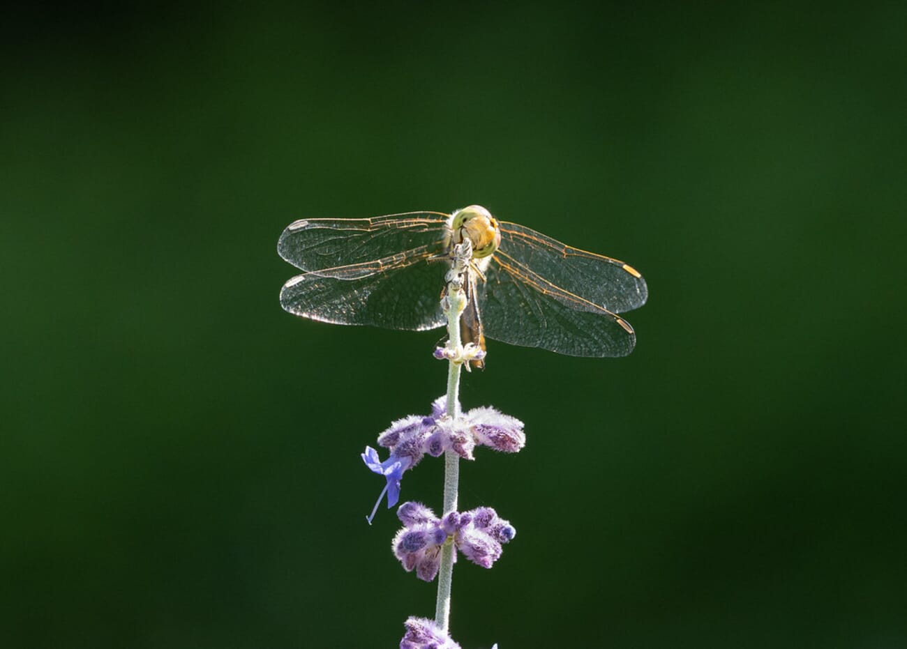 Dragonfly in Serene Pose on Lavender Stem