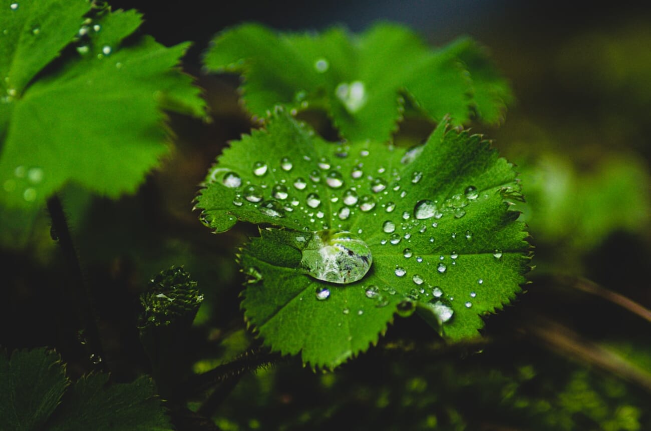 Beadwork of Dawn: Macro Portrait of Dew on a Leaf