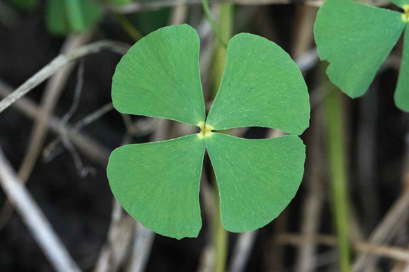 Four-leaf Marsilea vestita (Hairy Water-clover) leaf — macro close-up of rounded leaflets radiating from a central point