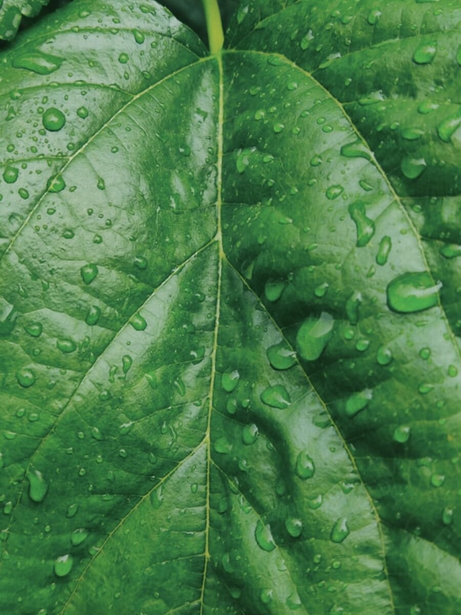 Dew-Laden Veins: Macro Portrait of a Rain-Streaked Leaf