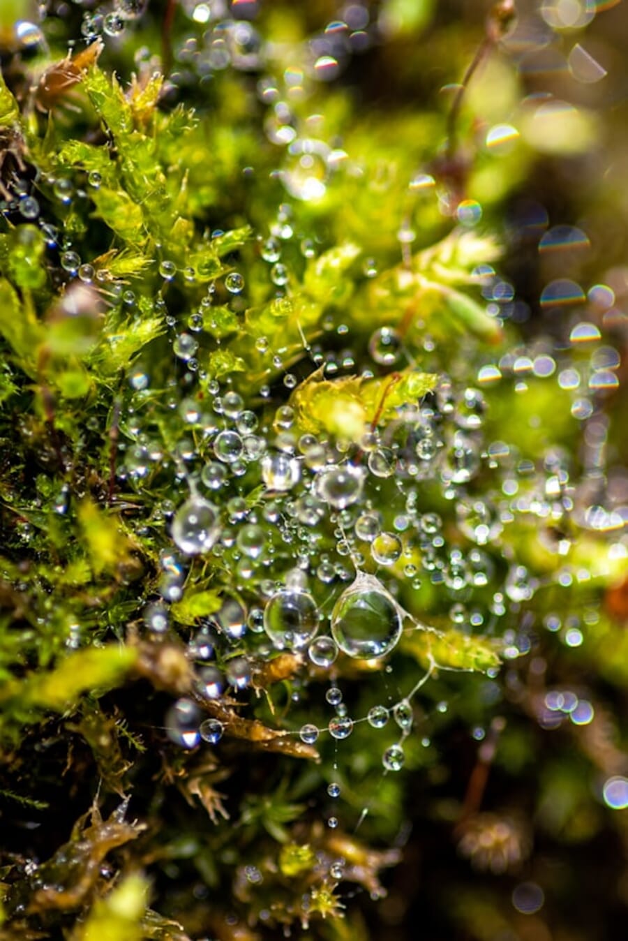 Spiderweb Mosaic of Morning Dew Amid Moss