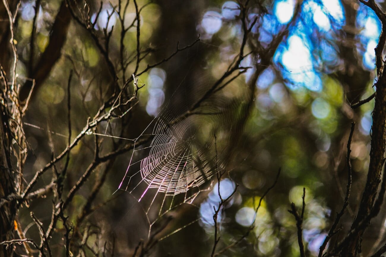Spiderweb