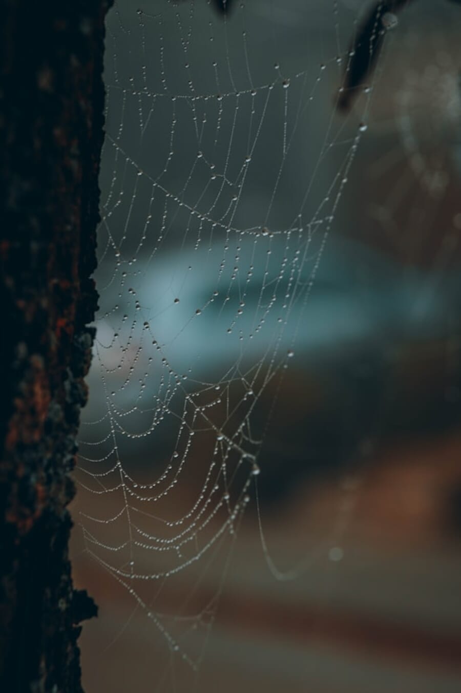 Dew-Kissed Spiderweb Between Rust and Mist