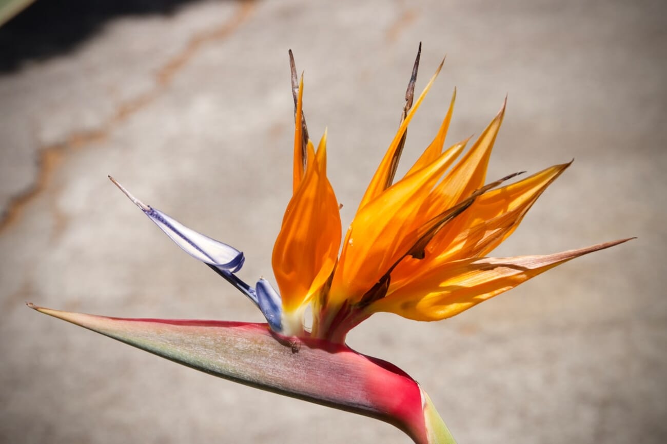 Fire and Azure: a Bird-of-Paradise Bloom on Weathered Concrete