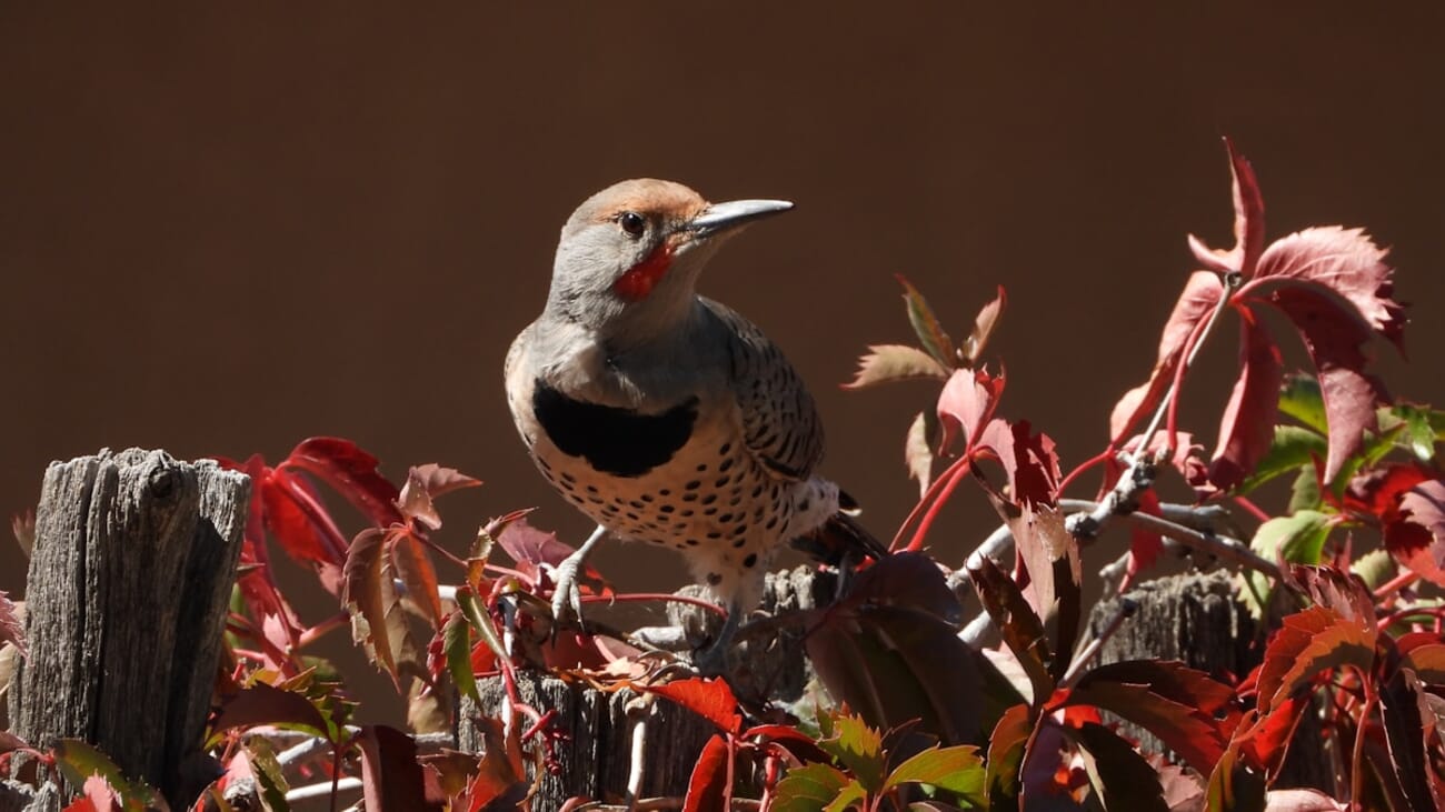 Grey-Breasted Bird on a Weathered Fence Amid Crimson Foliage