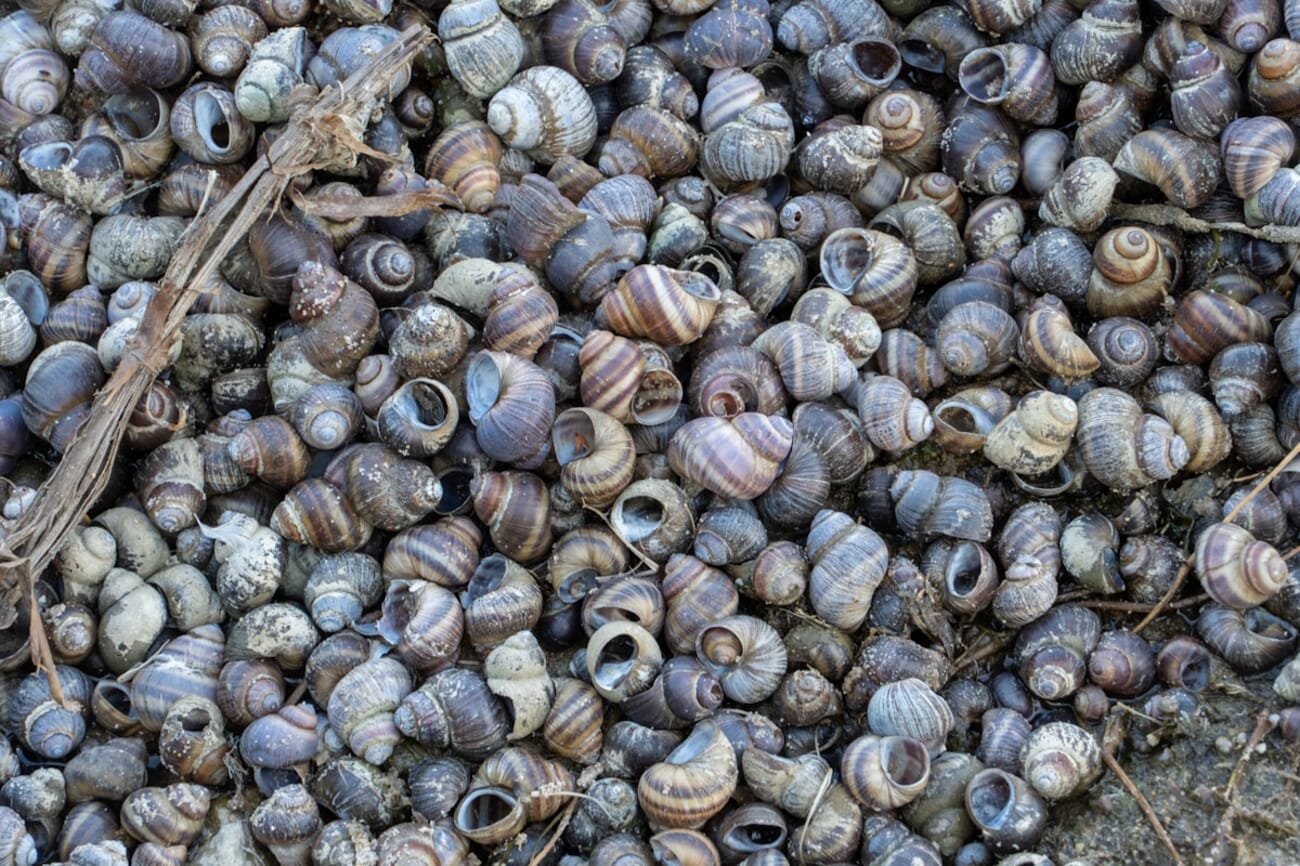 Shelled Mosaic: A Macro Close-Up of Ground-Dwelling Snail Shells