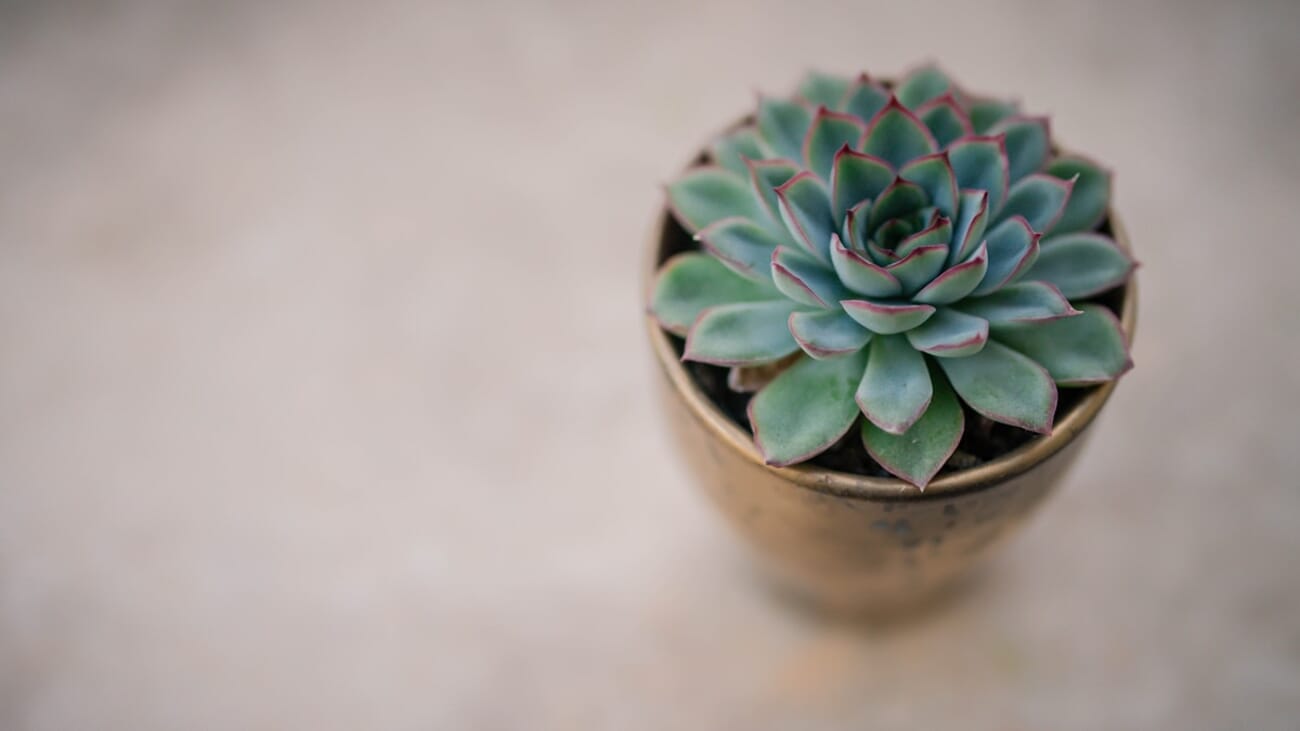 Azure Rosette in a Clay Pot: Quiet Macro of a Succulent