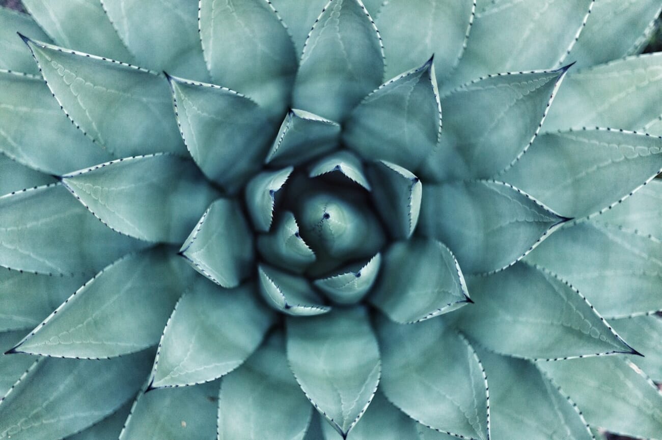 Symmetrical Succulent Spiral
