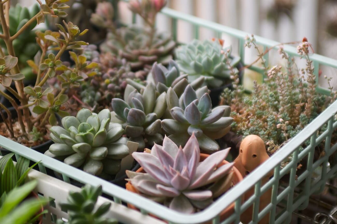 Succulents in a mint-green crate: close-up of rosettes and trailing varieties in a compact planter