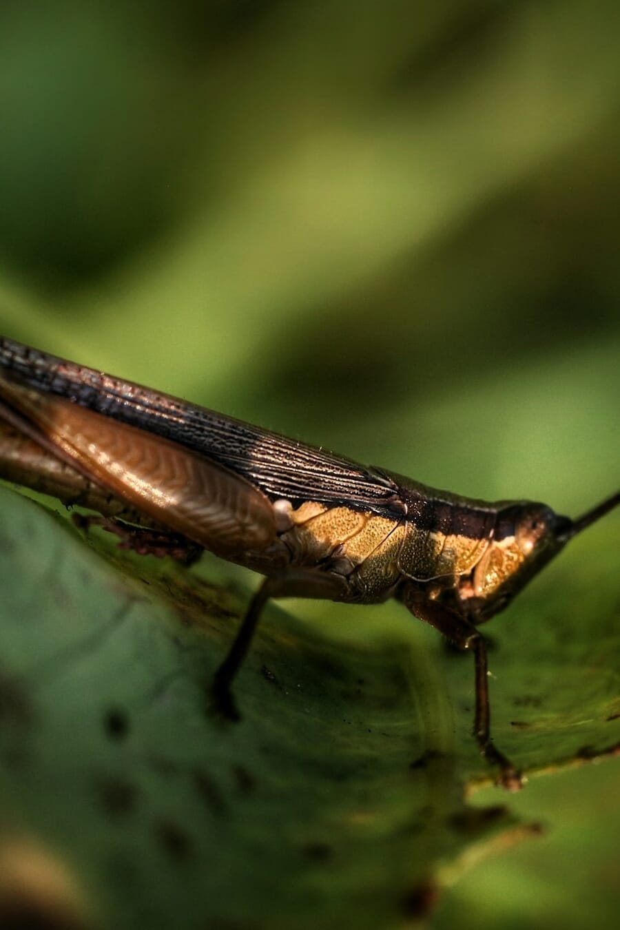 Macro photograph of an insect on a green leaf — the kind of opportunistic close-up that phone macro lenses make practical without lugging a dedicated rig