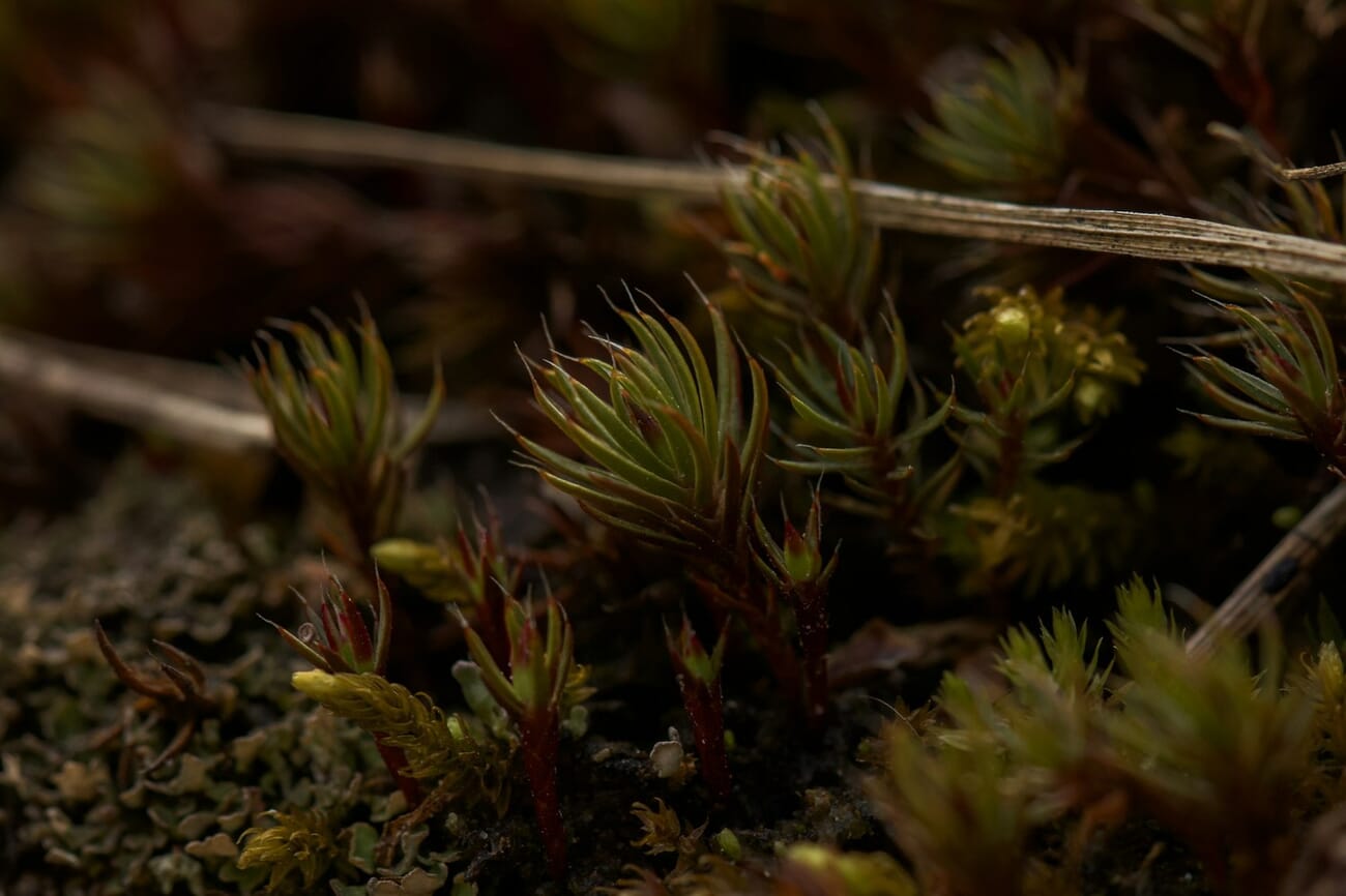 Close-up macro photograph of green moss and small plants — the kind of static subject that rewards careful aperture and tripod work