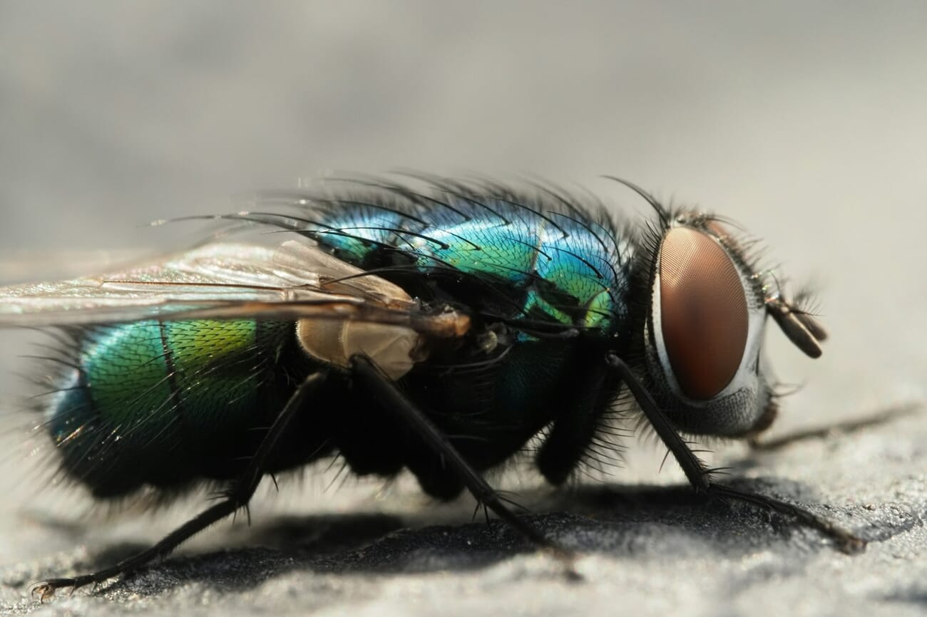 Macro photograph of a metallic green fly's compound eyes filling the frame — exactly the kind of subject where focus stacking unlocks the level of detail viewers expect