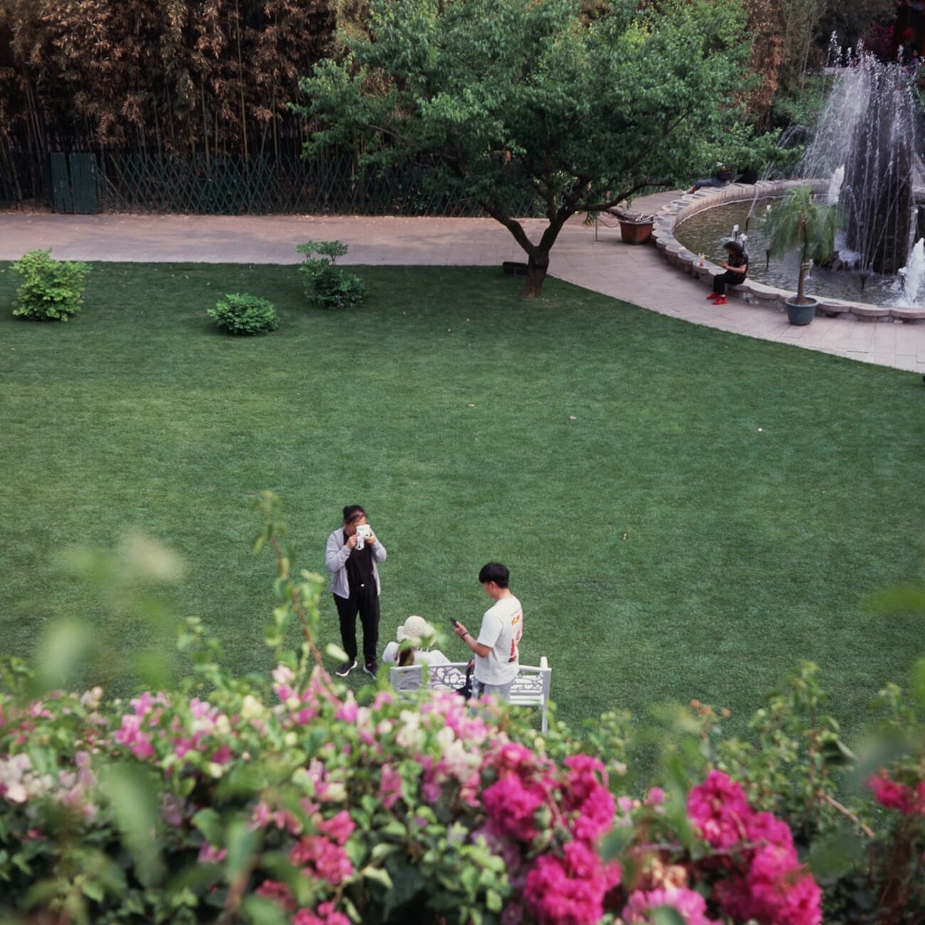 Park scene with pink flowers and fountain — shot on Minolta Autocord