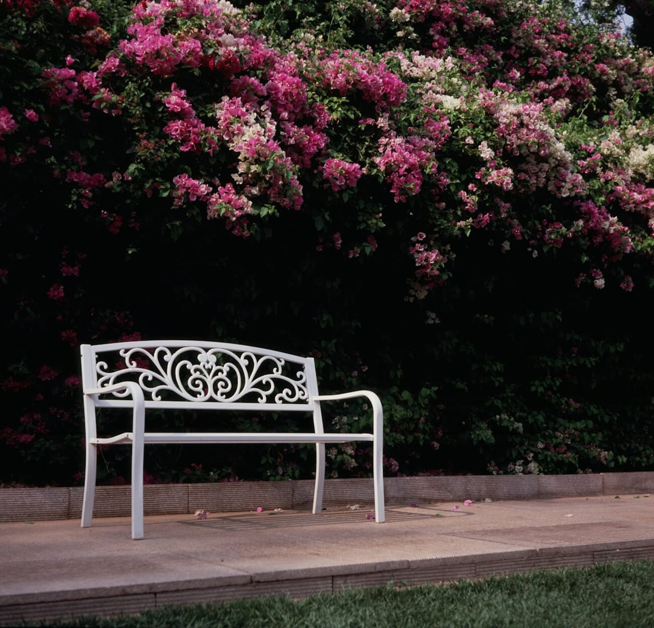 White ornate bench framed by pink blooms — shot on Minolta Autocord