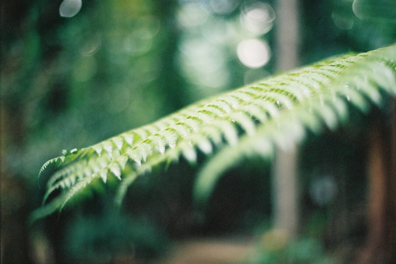 Lush fern leaf close-up — shot on Minolta X-700