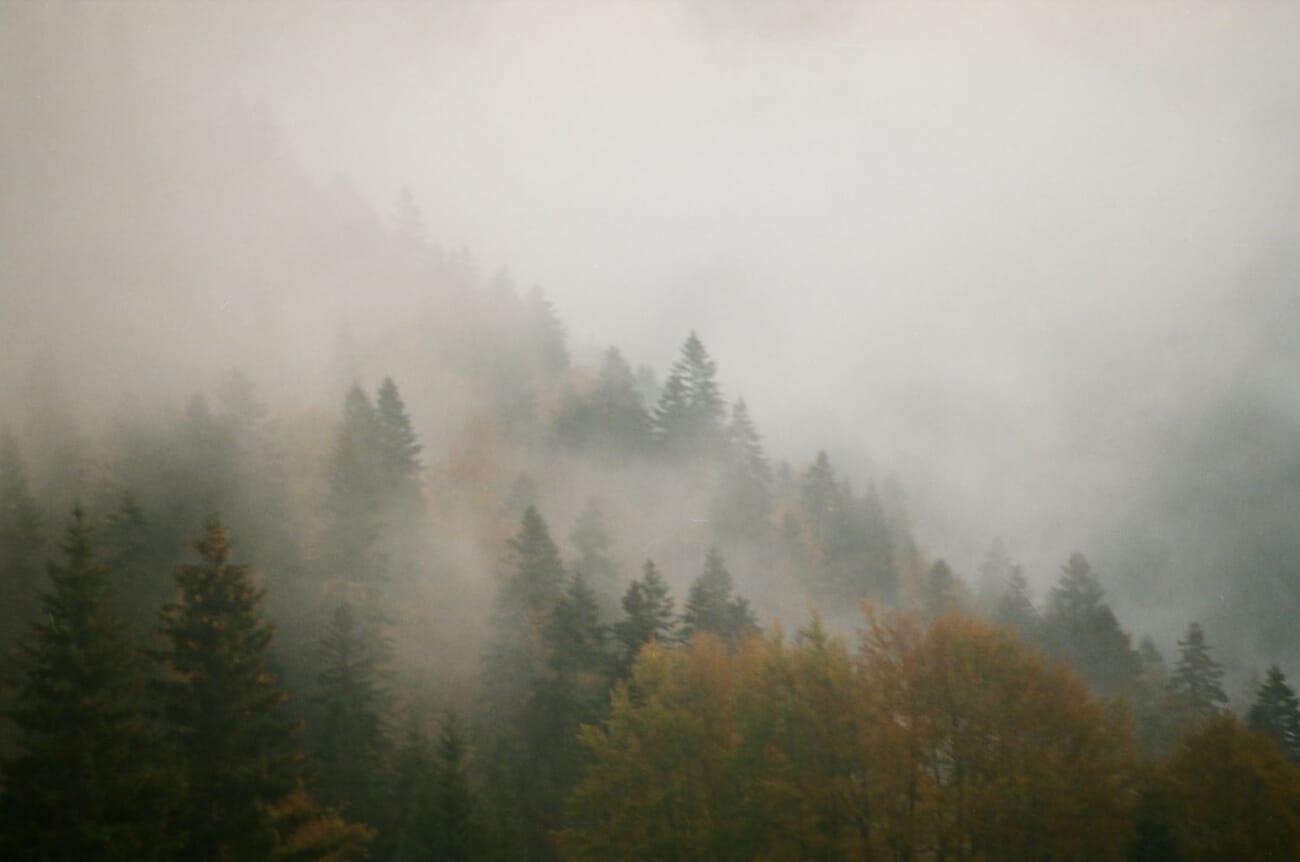 Misty autumn forest with ethereal light — shot on Minolta XE-5