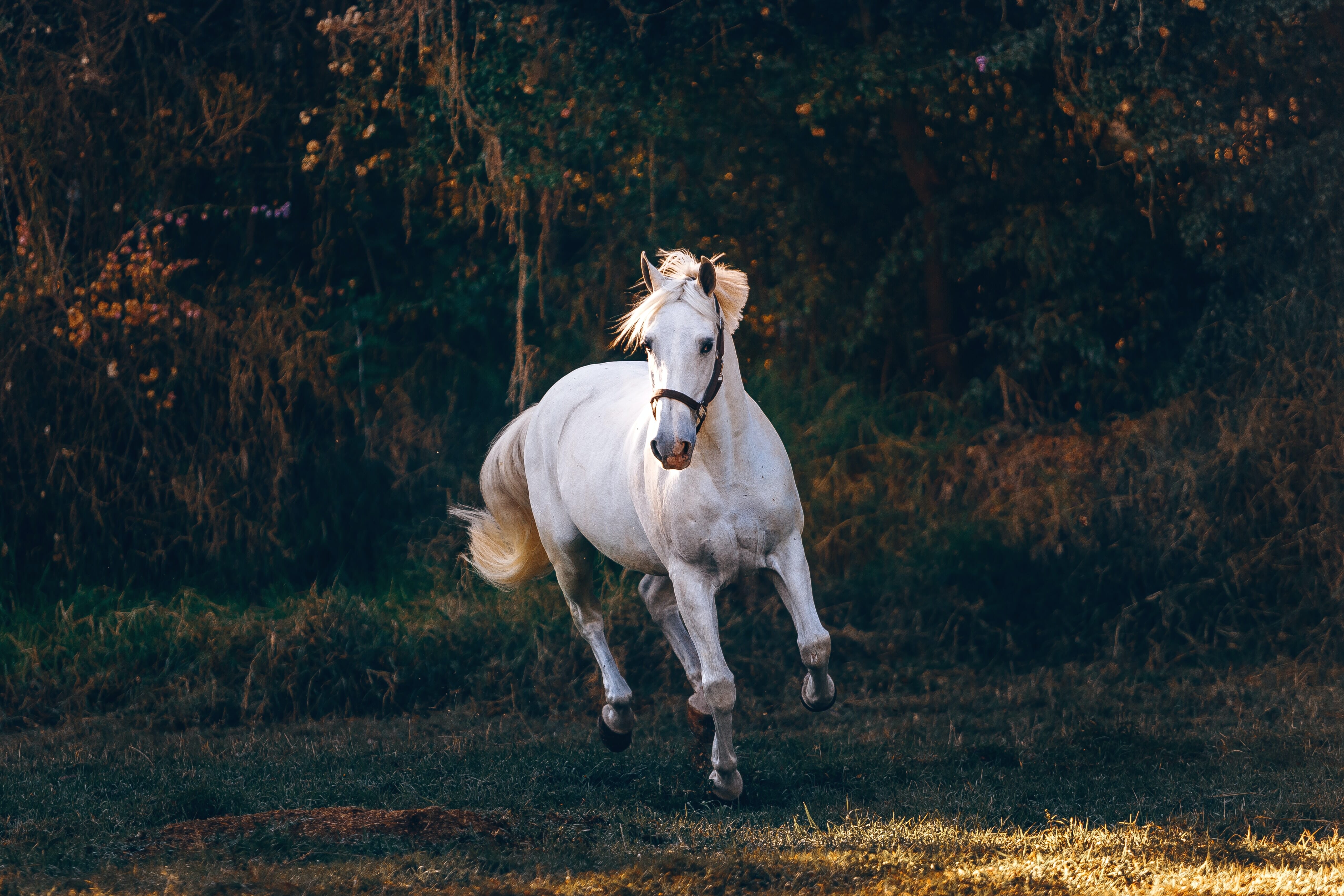 A white horse leaps over grass in golden light with dark trees in the background.