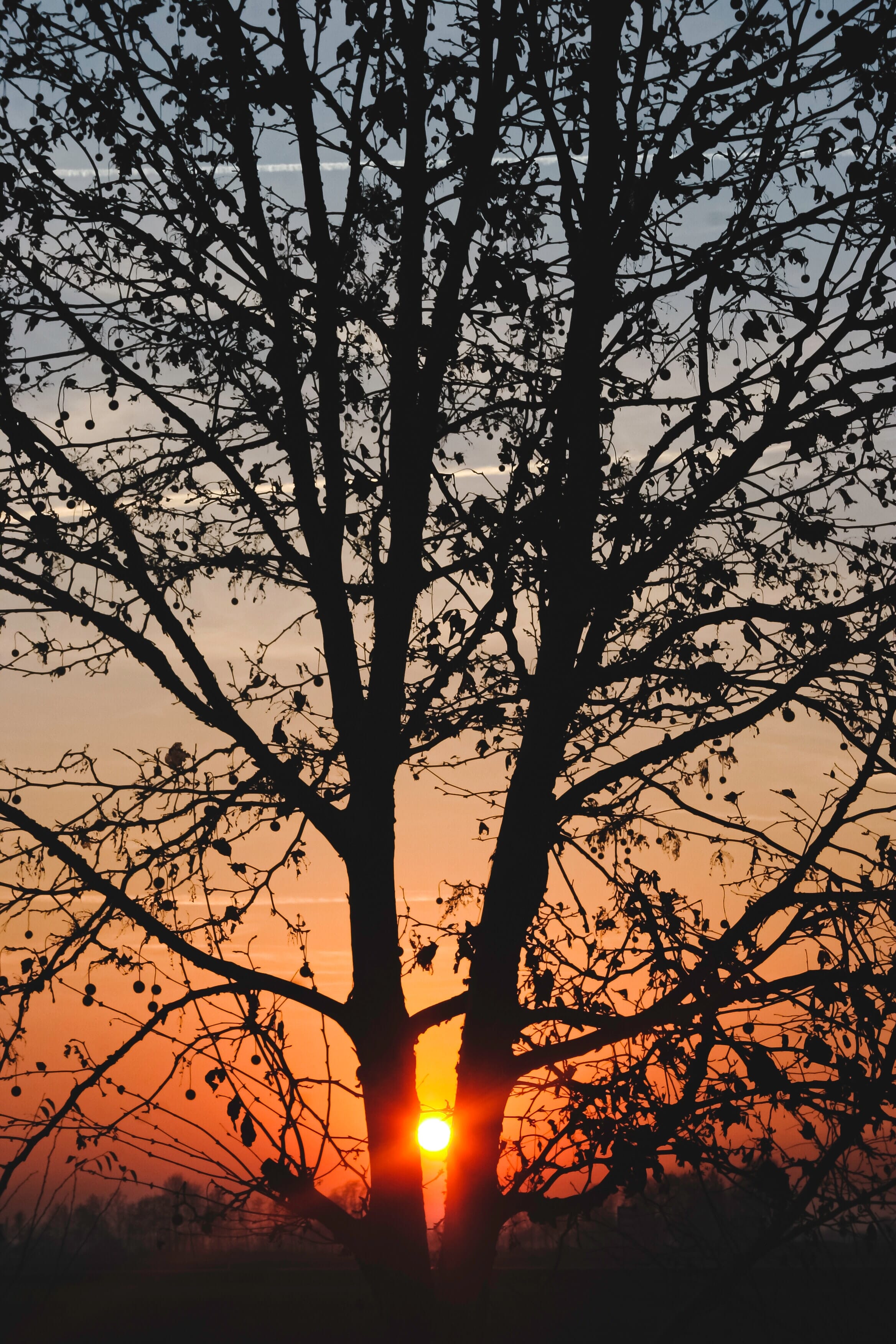 A silhouette of a tree with hanging seeds and leaves against an orange sky.