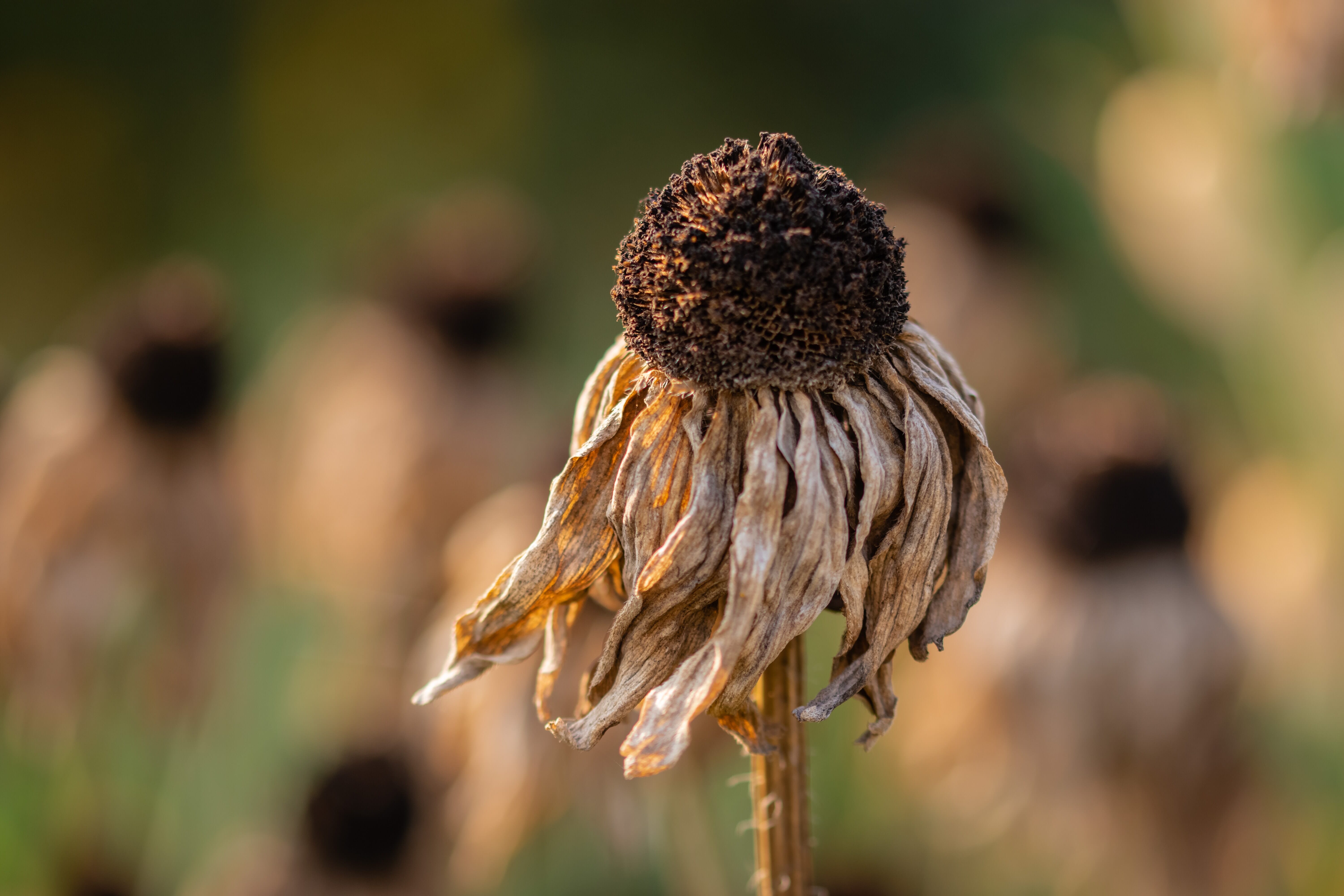 A brown flower with brittle petals in sharp focus against a blurry green and brown background.