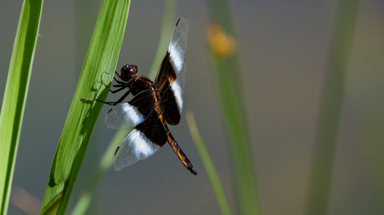 Dragonfly with sharp wing detail demonstrating importance of preserving fine detail through sharpening