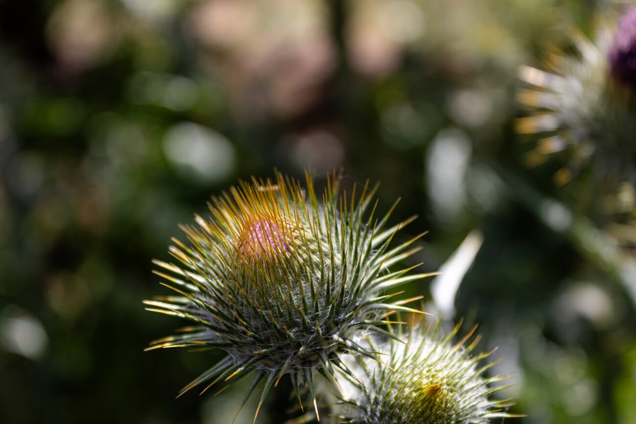 Close-up thistle flower showing fine detail that benefits from proper output sharpening