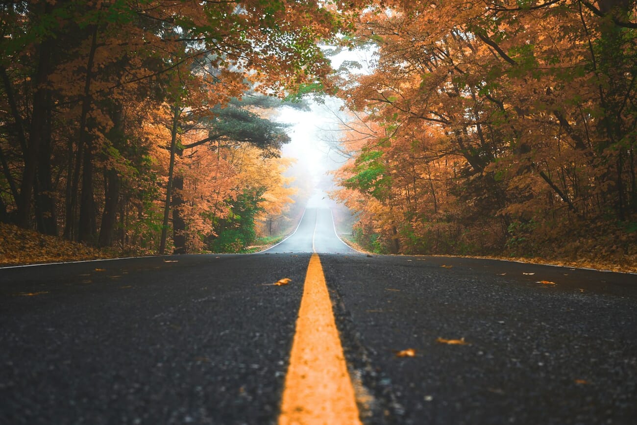 Forest pathway with autumn leaves creating leading lines through fall foliage