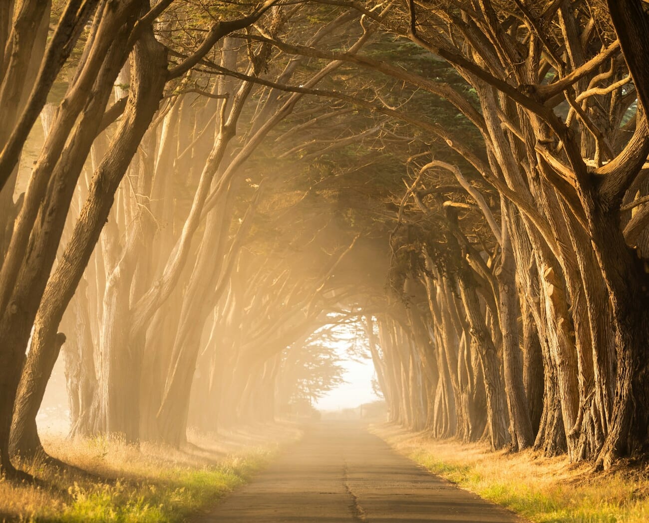 Tree-lined golden pathway demonstrating leading lines composition