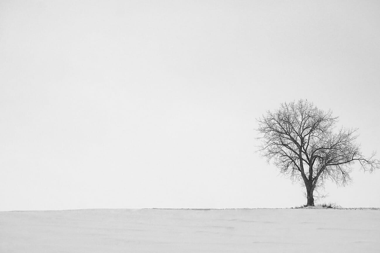 A lone bare tree positioned on the right third of a minimalist snowy landscape