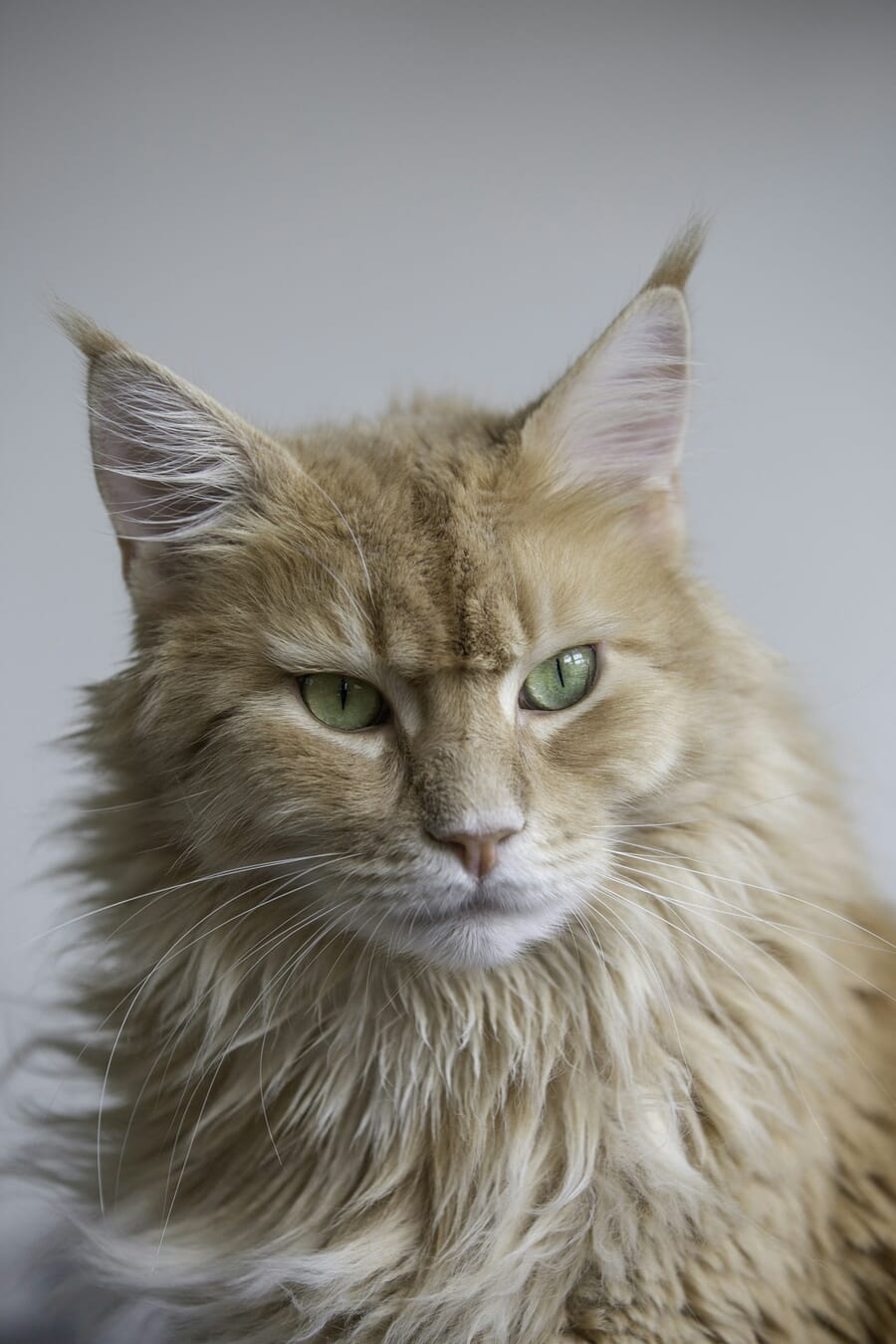 Cat portrait with beautifully blurred background demonstrating shallow depth of field