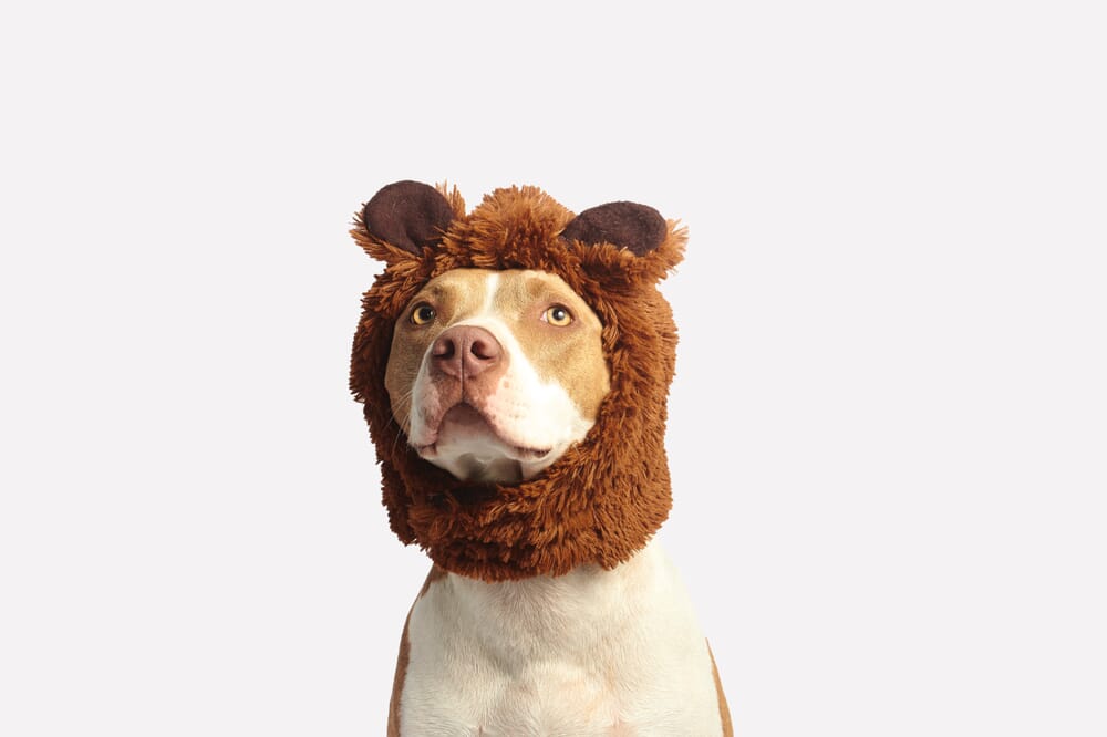 A reflective umbrella is commonly used for pet photography.