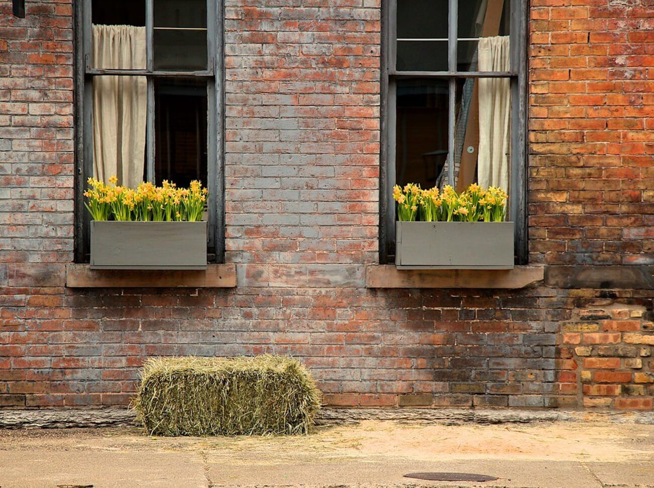 Daffodils blooming in window boxes on a weathered wall