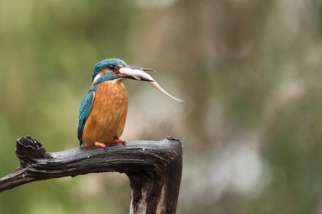 Colorful bird perched on a tree branch — wildlife photography