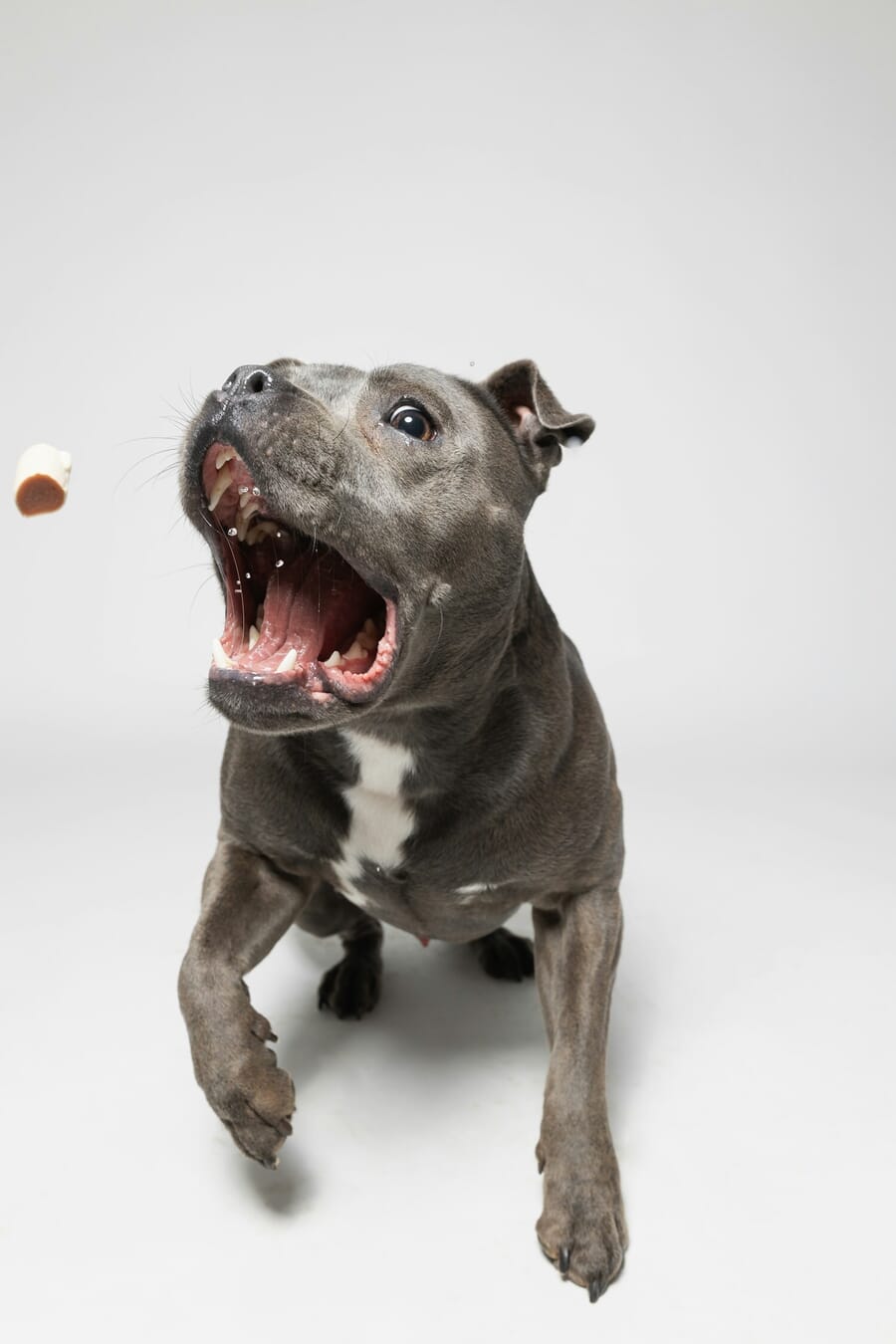 Dog with mouth wide open catching a treat in a studio setting
