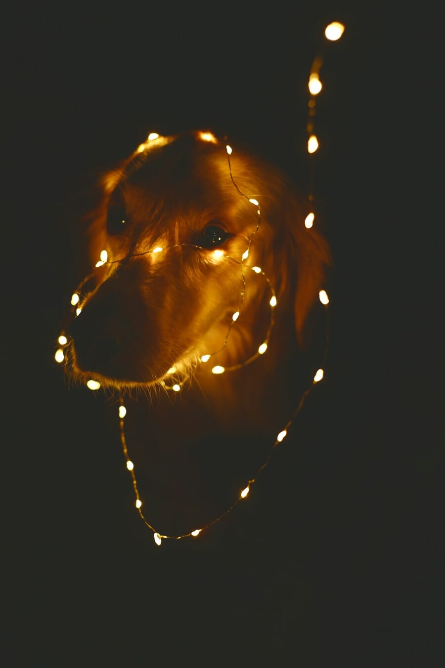 Dog wrapped in decorative string lights creating a ring light effect in studio