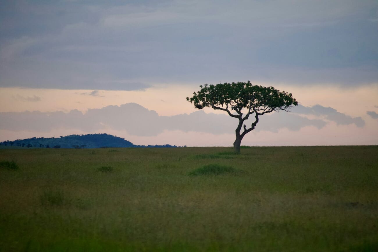 A lone tree standing in the middle of an open field