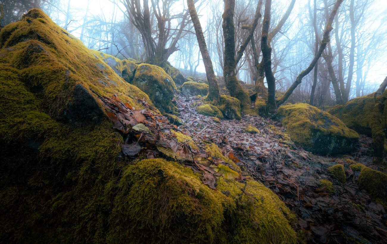 Moss-covered rocks and trees in a foggy forest