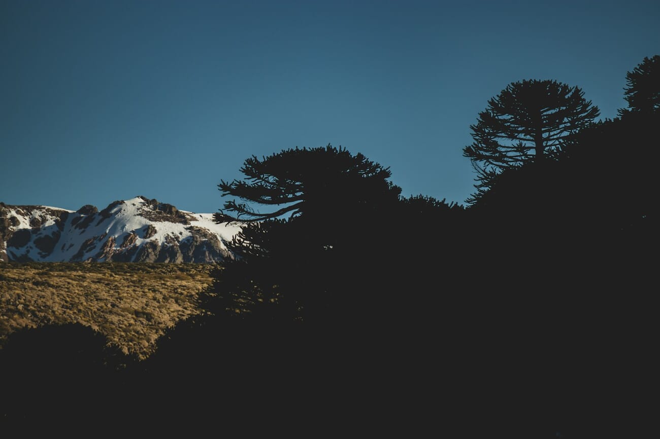 Snow-covered mountain peaks with trees in the foreground