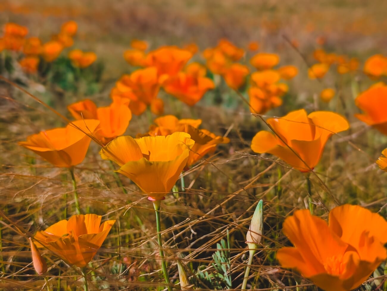 Vibrant field of orange California poppies in full bloom