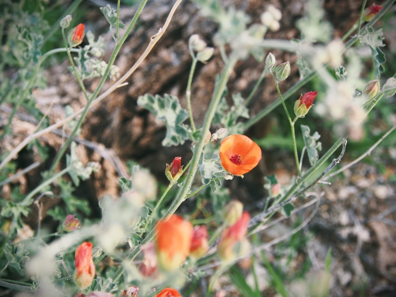 Small orange desert wildflowers blooming among dry brush during California superbloom