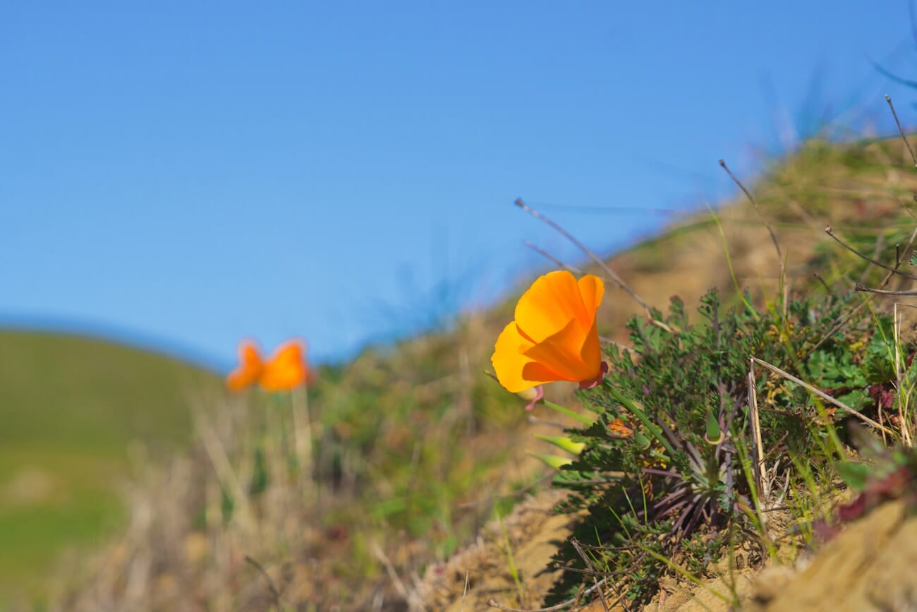 Orange poppies blooming on a grassy hillside under blue sky