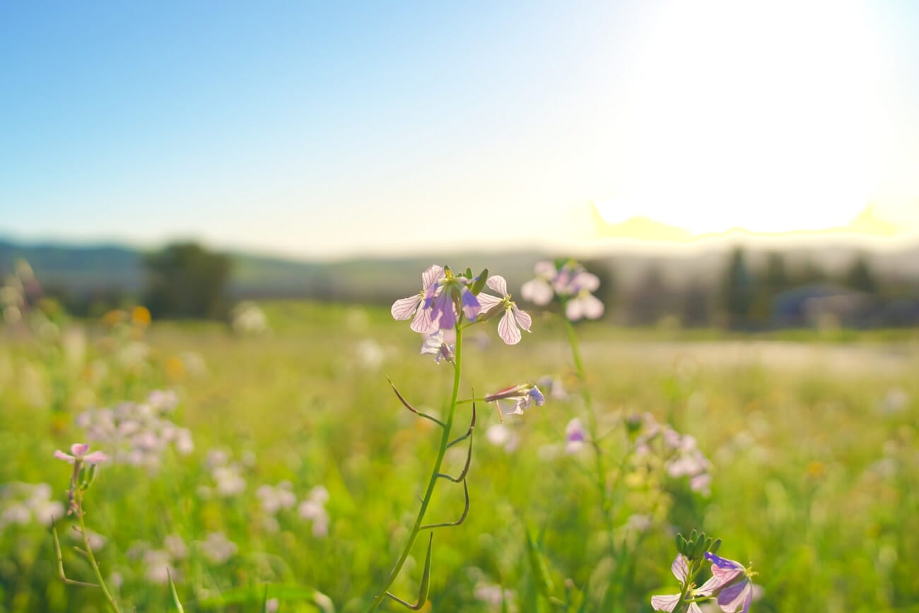 Delicate purple wildflowers blooming in a sunlit meadow