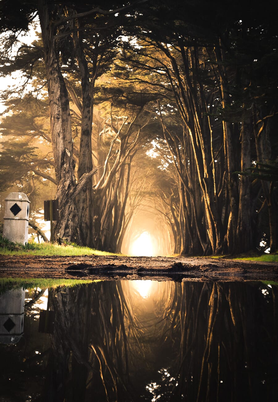 A hazy tunnel of trees mirrored in a small pond
