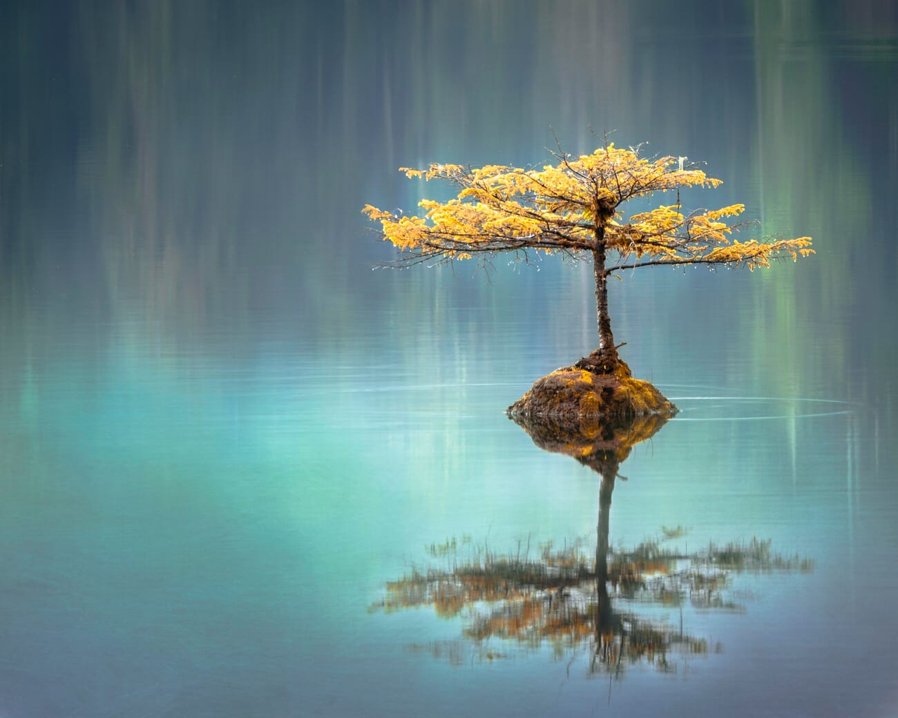 Small tree with yellow leaves in a turquoise lake with a strong reflection