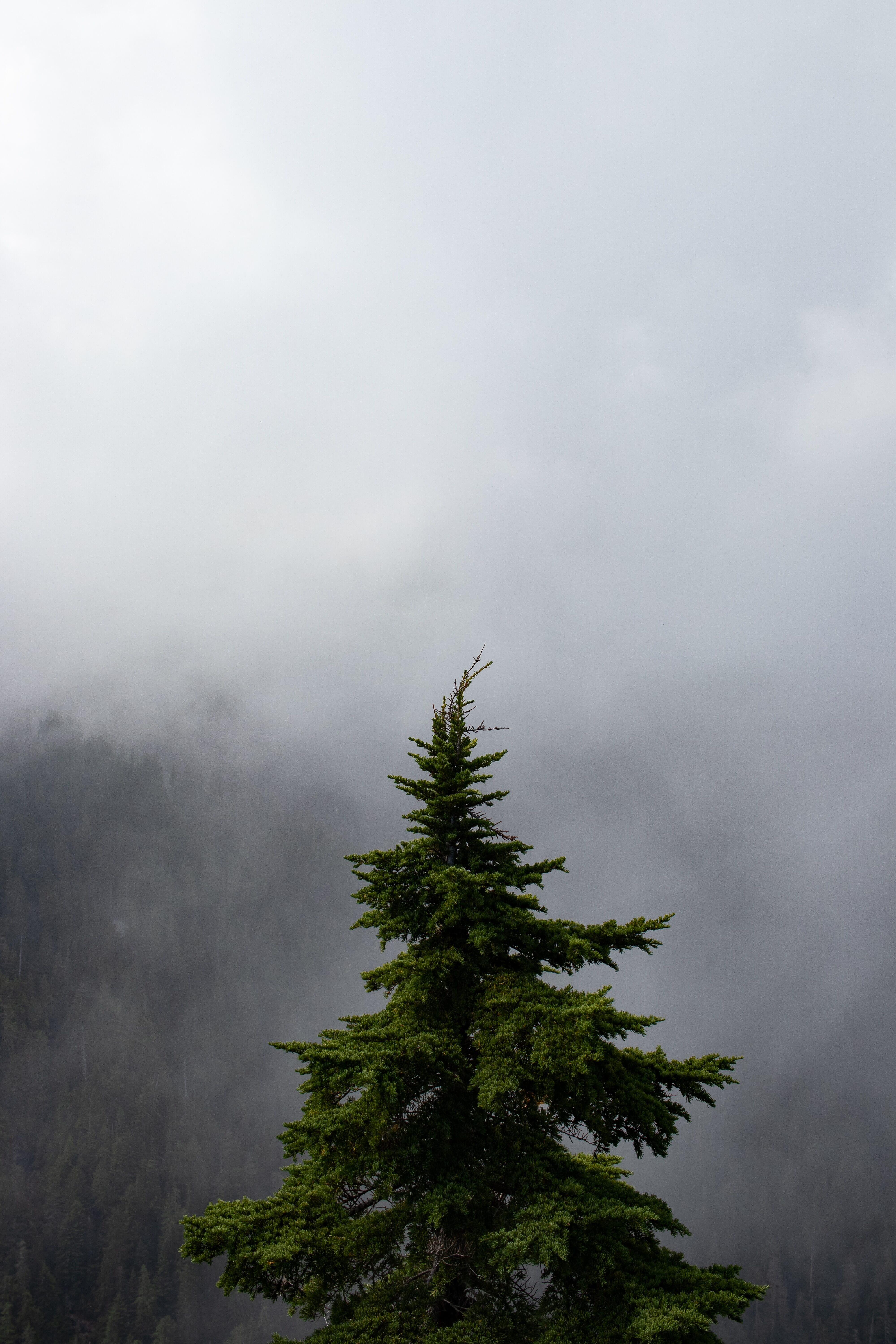 A green pine tree surrounded by moody fog with a distant forest in the background.
