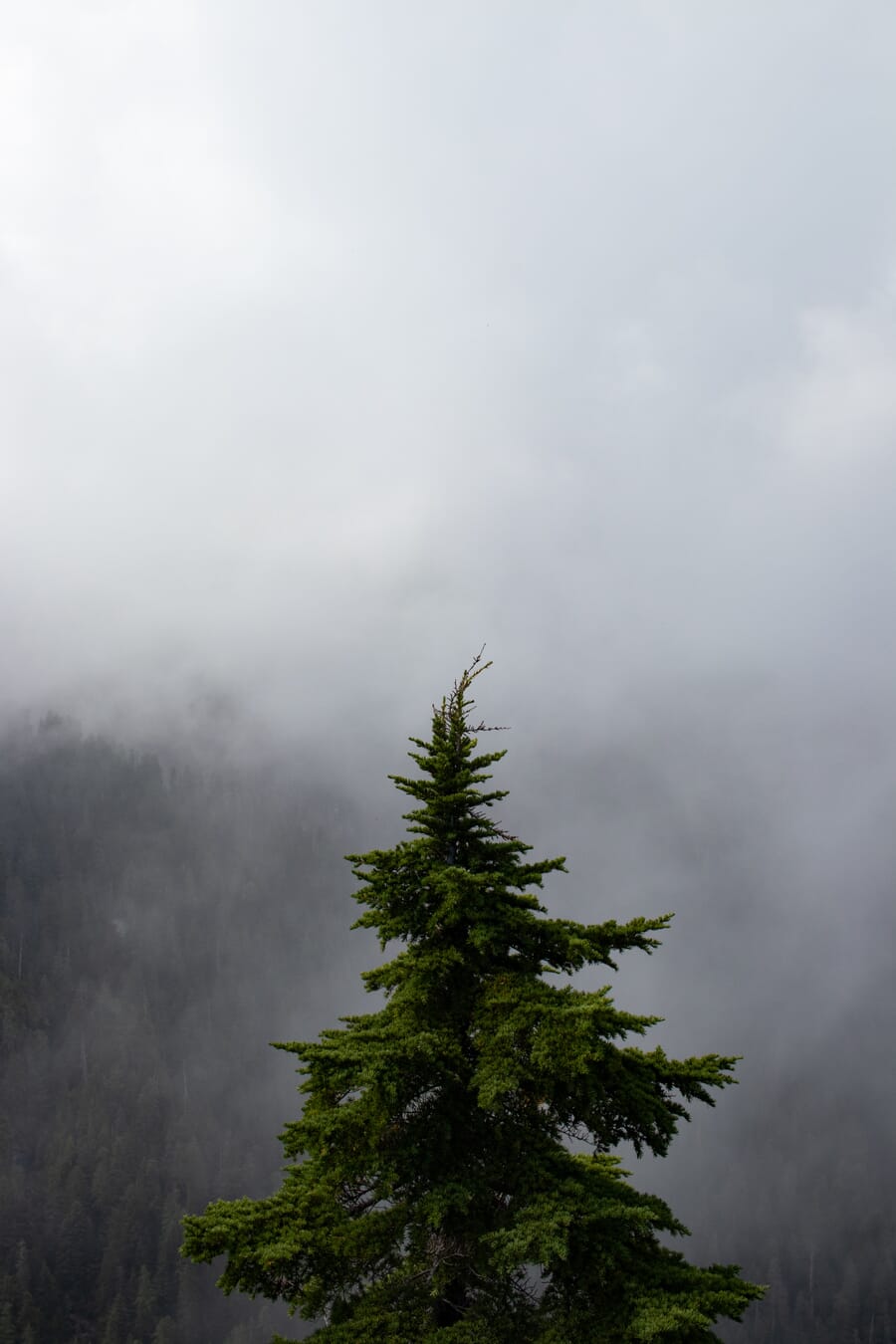 A green pine tree in moody fog with a distant forest
