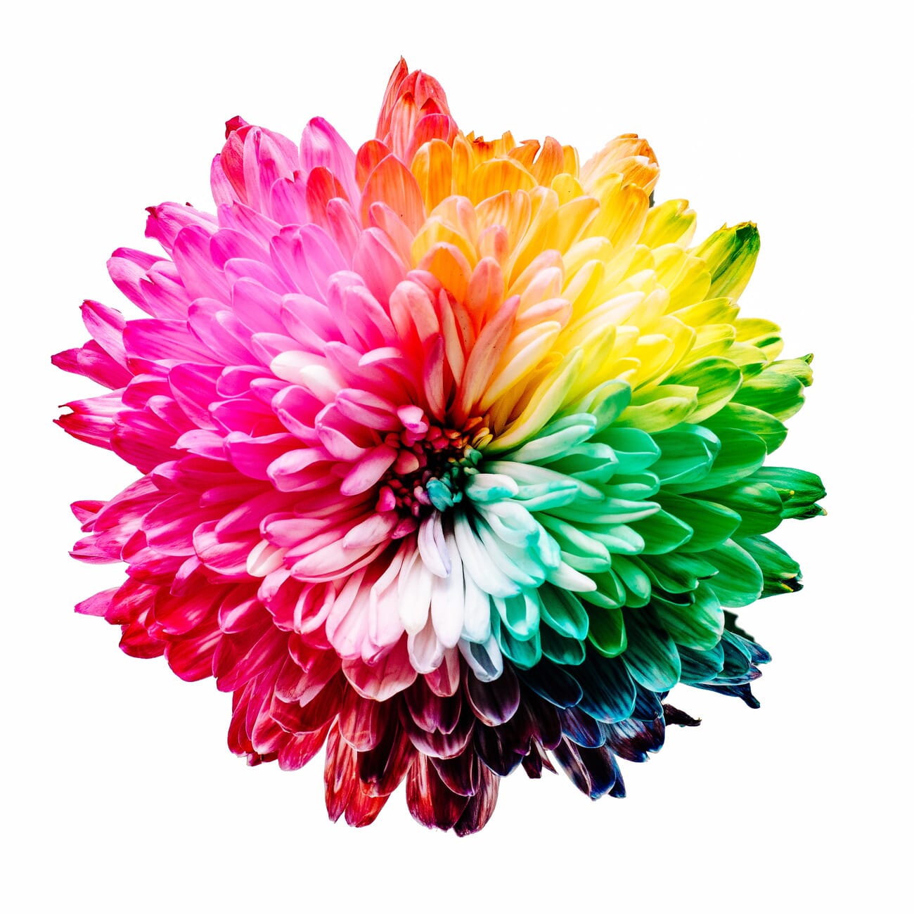 Close-up of a chrysanthemum with rainbow-dyed petals