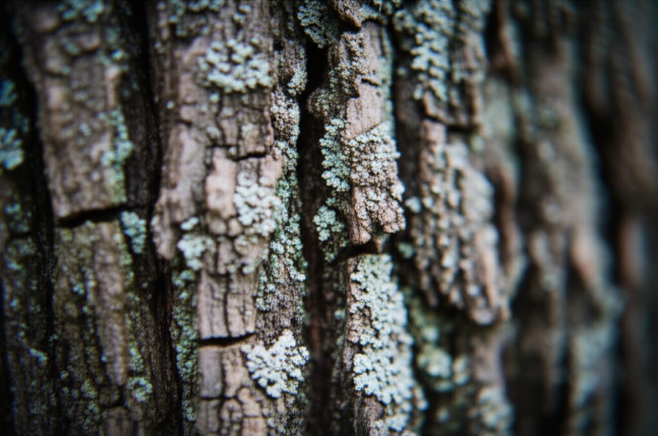 Extreme close-up of tree bark showing intricate patterns, lichens, and crevices with shallow depth of field